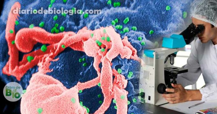 Células tronco modificadas podem destruir células infectadas pelo vírus da Aids (HIV)