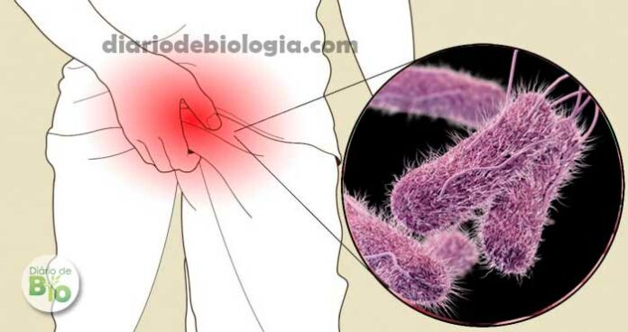 Infecção por Salmonella pode levar a explosão dos testículos