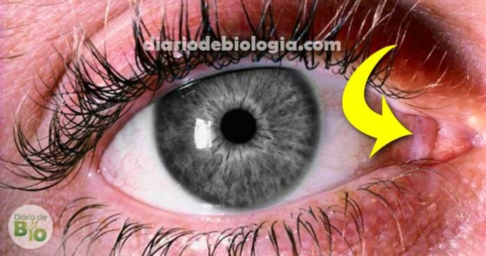 O que é essa membrana rosa no canto dos nossos olhos