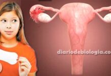 Quem menstrua antes dos 12 anos tem mais risco de ter duas graves doenças