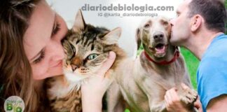 Facebook realiza pesquisa com 160 mil donos de gatos e cachorros e mostra o real perfil de cada um