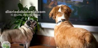 Cachorros conseguem ver televisão como nós? Eles podem ver as cores da TV?