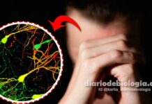 Cientistas encontram as células cerebrais responsáveis pelos transtornos de ansiedade