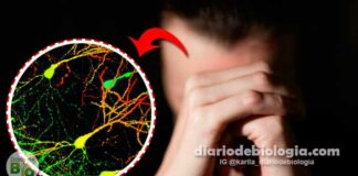 Cientistas encontram as células cerebrais responsáveis pelos transtornos de ansiedade