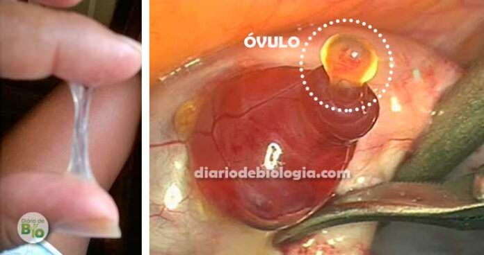 Sintomas de ovulação: Como saber se estou ovulando?