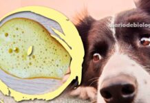 Cachorro vomitando amarelo: O que pode ser e o que fazer?