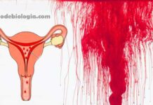 Como diminuir o fluxo menstrual intenso? O que fazer?