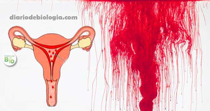 Como diminuir o fluxo menstrual. Será que dá?