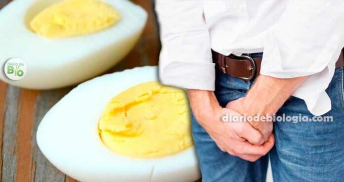 Dieta do ovo cozido: Porque homem não pode fazer