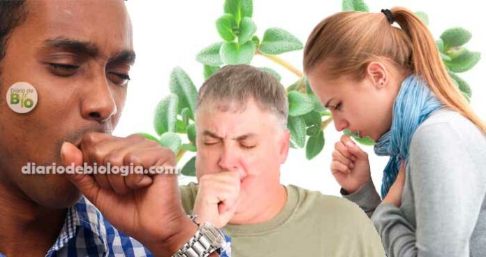 Como acabar com a tosse? Estudo mostra melhor remédio caseiro