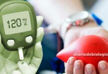 Quem tem diabetes pode doar sangue? Tire essa dúvida agora