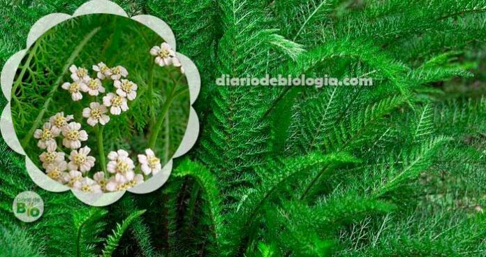 Uma planta chamada Dipirona: você precisa ter essa plantinha em casa