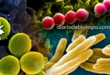 Doenças causadas por bactérias: as 7 doenças que mais matam