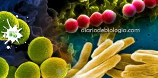 Doenças causadas por bactérias: as 7 doenças que mais matam